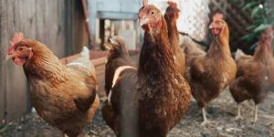 Evolutions réglementaires en matière d'influenza aviaire
