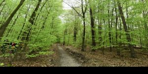 Programme de sorties - Trésors cachés de la forêt indivise de Haguenau